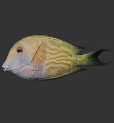 Lined Bristletooth Tang