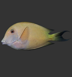 Lined Bristletooth Tang