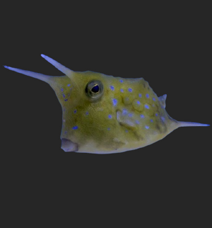 Longhorn Cowfish