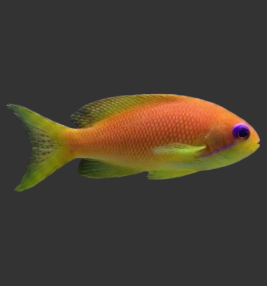Lyretail Anthia