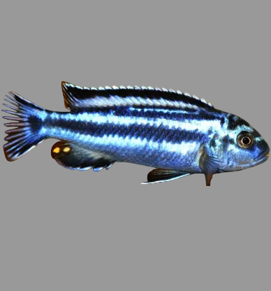 Maingano (Melanochromis cyaneorhabdos)