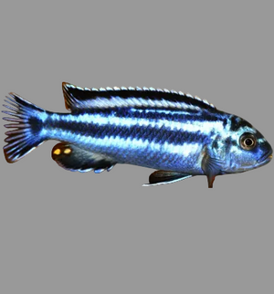 Maingano (Melanochromis cyaneorhabdos)