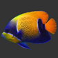 Majestic Angelfish