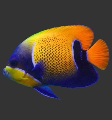 Majestic Angelfish