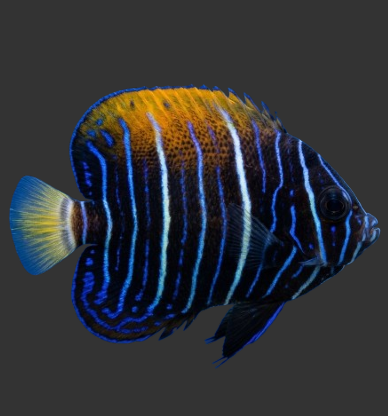 Majestic Angelfish
