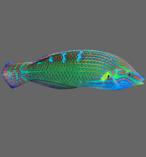 Melanurus Wrasse