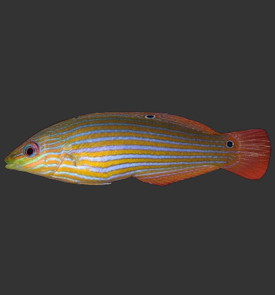 Melanurus (Tail spot) Wrasse