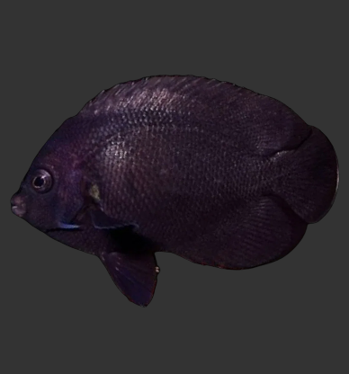 Midnight (Nox) Angelfish