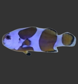 Mocha Clownfish