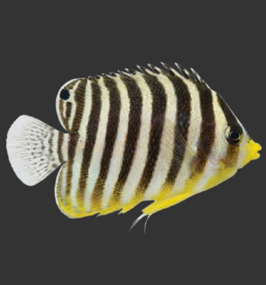 Multibar Angelfish