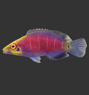 Mystery Wrasse