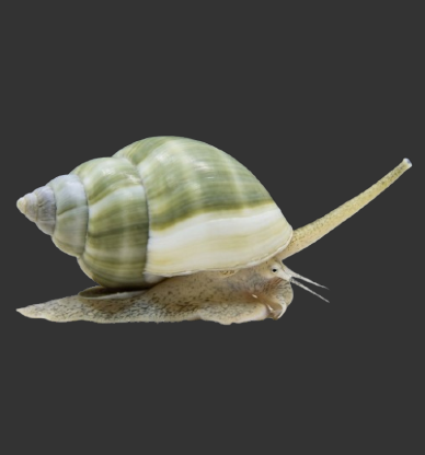 Nassarius Snail (Nassarius sp.)