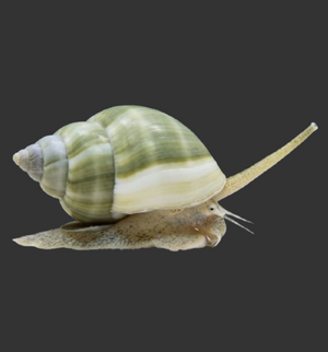 Nassarius Snail (Nassarius sp.)