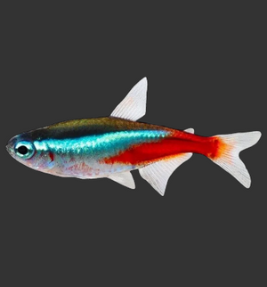 Neon Tetra (Paracheirodon innesi)