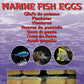 Frozen Food - Ocean Nutrition - 100gm