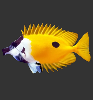 One Spot Foxface