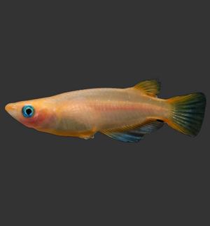 Youhihi Medaka (Deep Orange Ricefish)