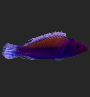 Orange Back Fairy Wrasse