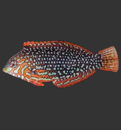 Ornate Leopard Wrasse