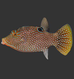 Peacock Puffer