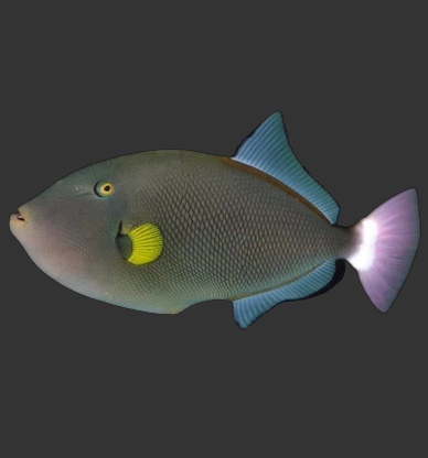 Pinktail Triggerfish