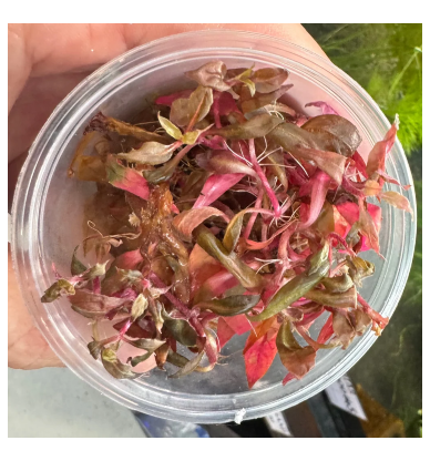 Tissue culture - Alternanthera reineckii
