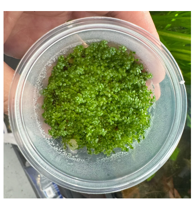 Tissue culture - Hemianthus Callitrichoides ('Cuba')