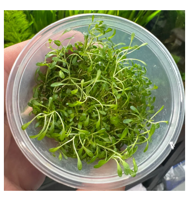 Tissue culture - Glossostigma Elatinoides (Glosso)