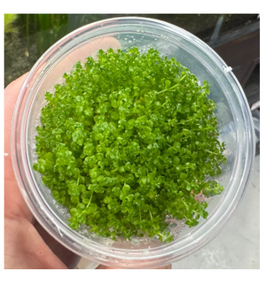 Tissue culture - Micranthemum Umbrosum ('Takashi Carpet')