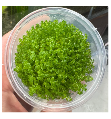 Tissue culture - Micranthemum Umbrosum ('Takashi Carpet')