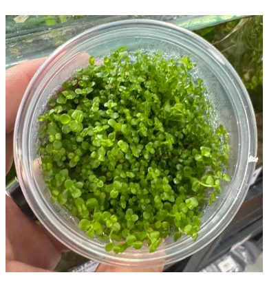 Tissue culture - Micranthemum umbrosum/tweediel ('Monte Carlo')