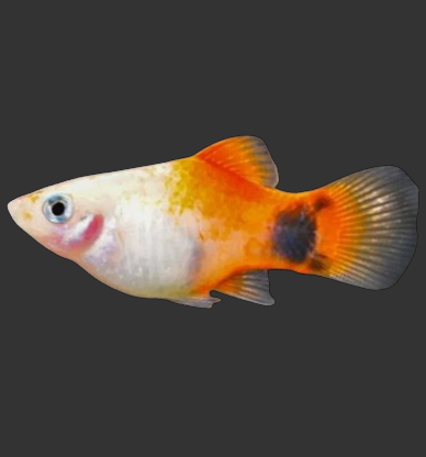 Platies (Xiphophorus maculatus)