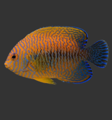 Potter's Angelfish