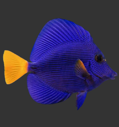 Purple Tang