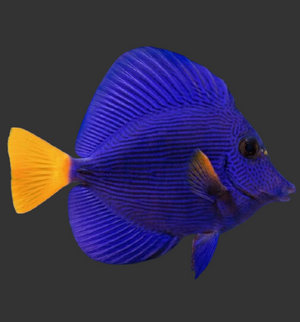 Purple Tang