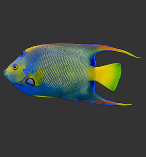 Queen Angelfish