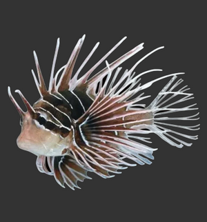 Radiata Lionfish