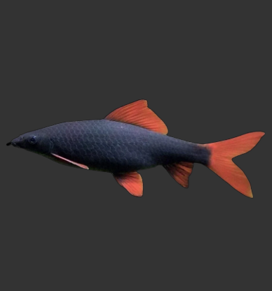 Rainbow Shark (Epalzeorhynchos frenatum)