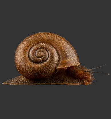 Ramshorn Snail