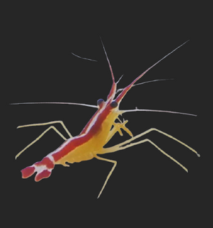 Red Line Cleaner Shrimp (Lysmata amboinensis)