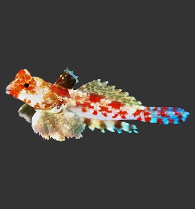 Red Scooter Dragonet