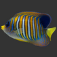 Pacific Regal Angelfish