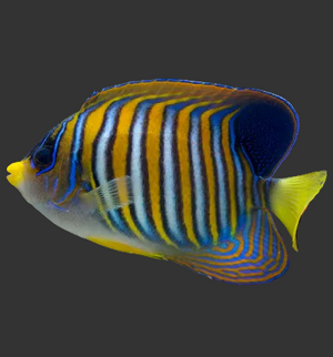 Regal Angelfish