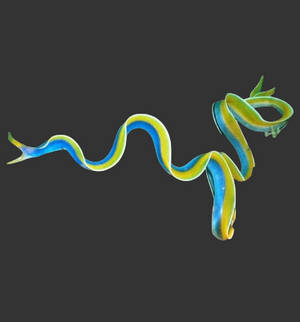 Ribbon Moray Eel