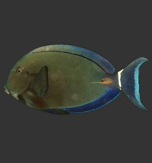 Ringtail Tang