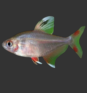 Rosy Tetra (Hyphessobrycon rosaceus)