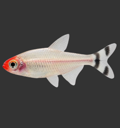 Rummy Nose Tetra (Hemigrammus rhodostomus)