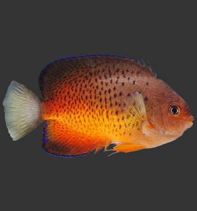 Rusty Angelfish