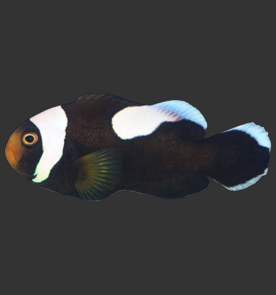 Saddleback Clownfish