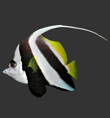Schooling Bannerfish / Pennant Coralfish